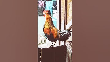 Thumbnail of Rooster alarm