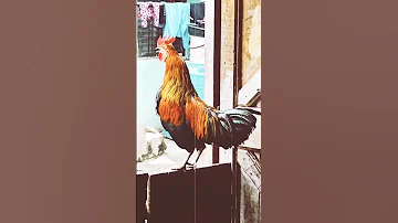Rooster Alarm 