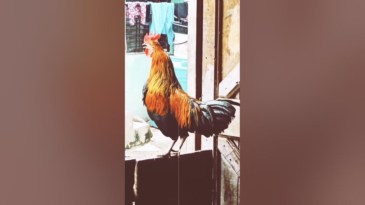 Rooster alarm Rooster alarm
