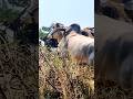 #shorts DNR bulls 🌶️ basava nandi 🌶️#youtube #youtubeshorts #ongolebulls #shortsfeed @AR_vlogs2003