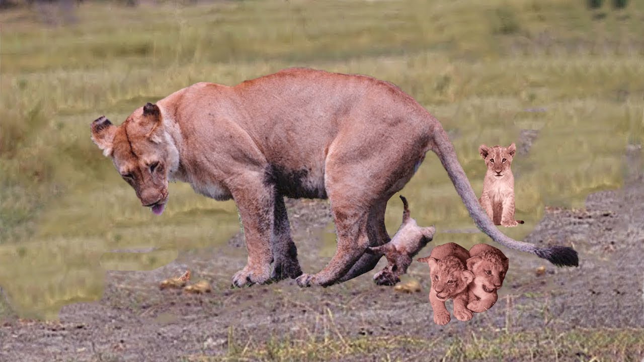 León: Información, Características, Qué come y Hábitat | Pangea