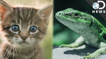 Warm-Blooded vs. Cold-Blooded: What’s The Difference?