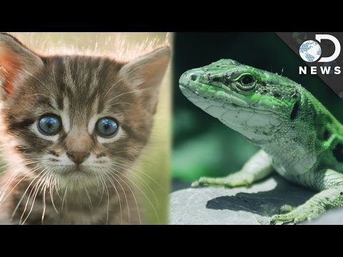 Video: Zijn insecten warmbloedig?