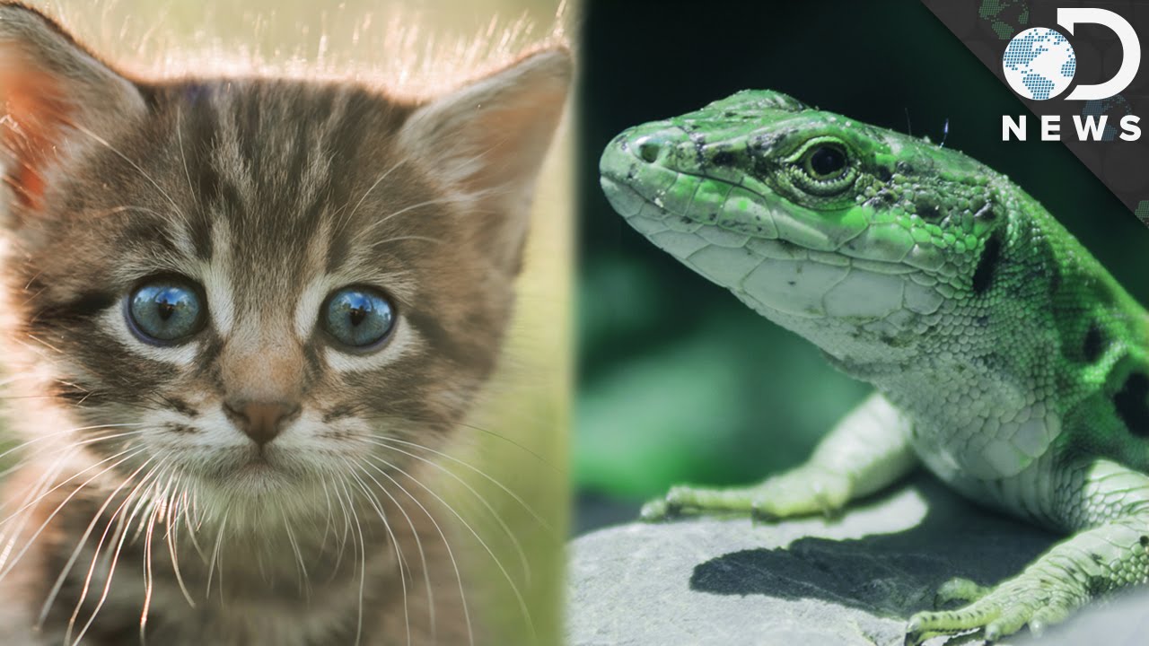 Warm-Blooded Vs. Cold-Blooded: What’S The Difference?