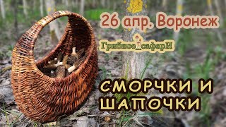 Сморчки конические, Сморчковые шапочки, Строчки. 26 апр. Воронеж.