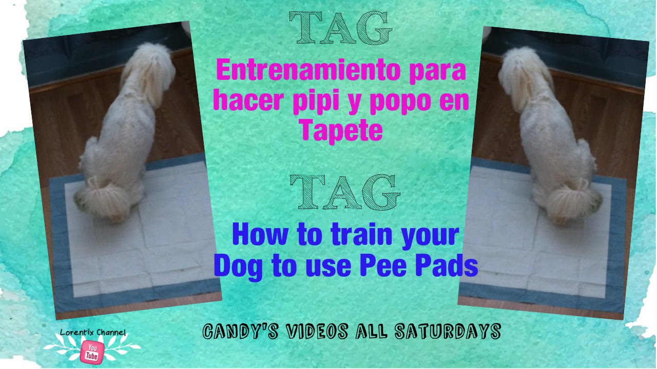 TAG entrenamiento pipi y popo en el tapete/ How to train your Dog to