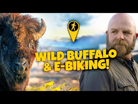 We Got Dangerously Close to Wild Bison while E-Biking on Antelope Island