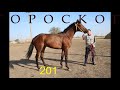 Гороскоп 2018 скаковой жеребец Рост 170см