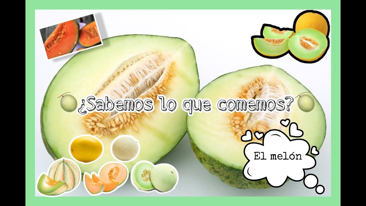 Las Caracteristicas Del Melon YouTube