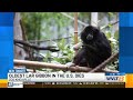 Nipper, oldest Lar gibbon in US, passes away at 58, Zoo Knoxville says