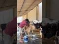 PLEASE SUBSCRIBE ME🔥✅#cow #farming #trending #shortvideo #youtubevideo #explore