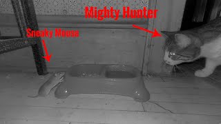 Why Cats Won't Get Rid of Mice and How to Fix It- the Indoor Rodent Feeder