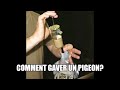 Comment gaver un pigeon? ( ramereaux, pigeonneau, tourtereaux,..)