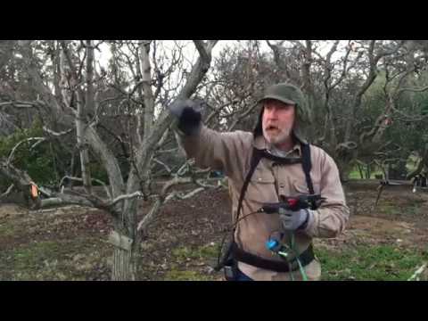 How This Farmer Eliminated Pruning Pain with an Electric Pruner!