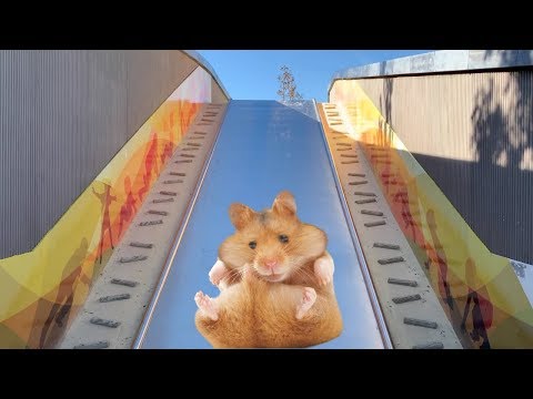 HAMSTER en el GRAN TOBOGÁN del parque | Súper Agente 100 aventuras