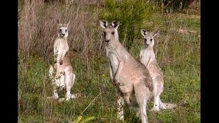 Huge number of kangaroos in the wild, Australian Wildlife, The kangaroo and emu.