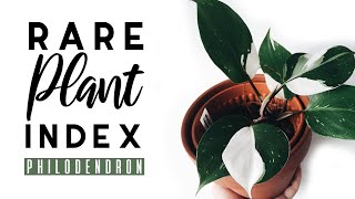 Rare Plant Index #1 | Philodendron | Uncommon to Extremely Rare Plants!