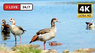 LIVE CAT TV 24/7 🦆 Curious Birds by the Water: Egyptian Geese, Mallards & Weavers | 4K HDR