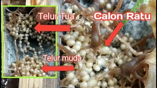Pengen Tahu Calon Ratu Lebah Madu Klanceng ??? | Budidaya Lebah Kelulut Trigona