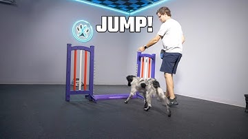 Jump Cues and Backsides: Mastering Dog Agility Techniques 🐾