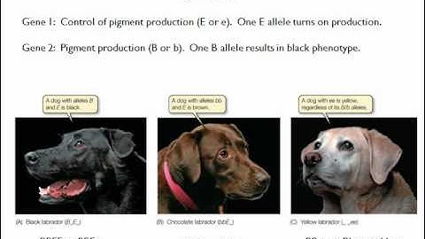 Inheritance Patterns