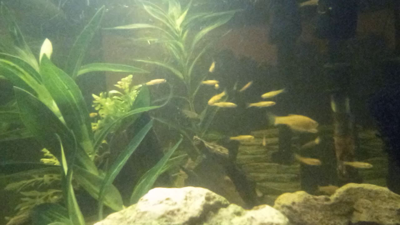 Rosy Red Minnows schooling together
