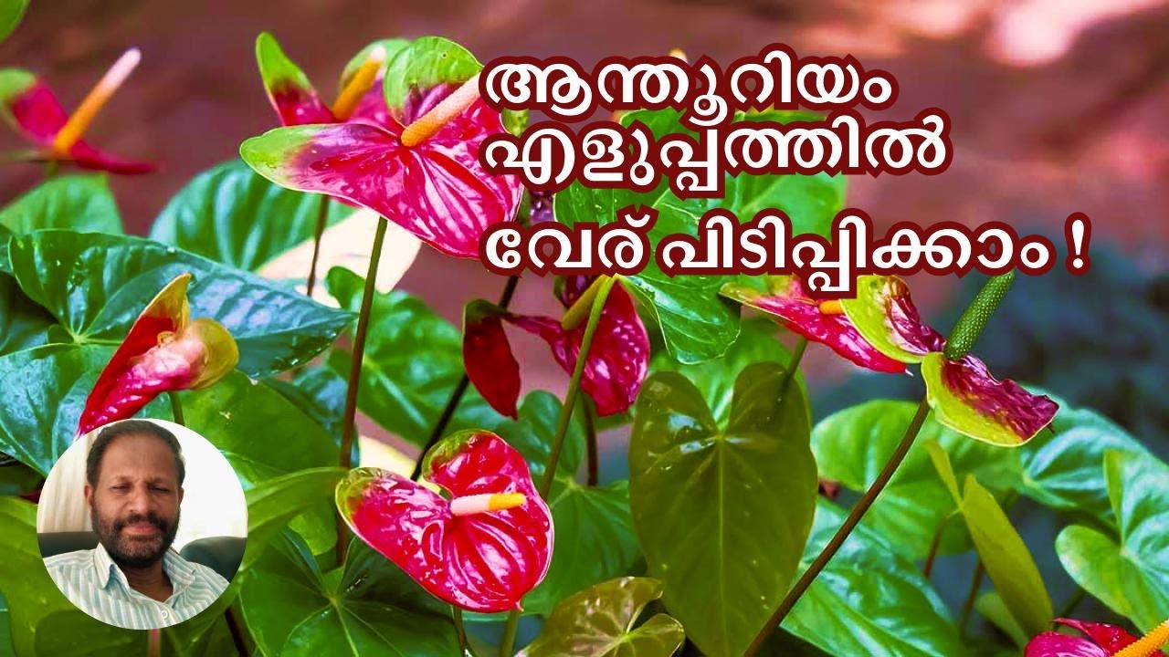 ആന്തൂറിയം എളുപ്പത്തിൽ വേര് പിടിപ്പിക്കാം 