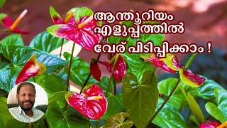 Anthurium can be easily rooted.