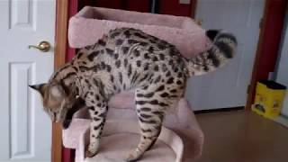 F1 Savannah Tinga (11 months old) by TecSpot 403 views 6 years ago 20 seconds