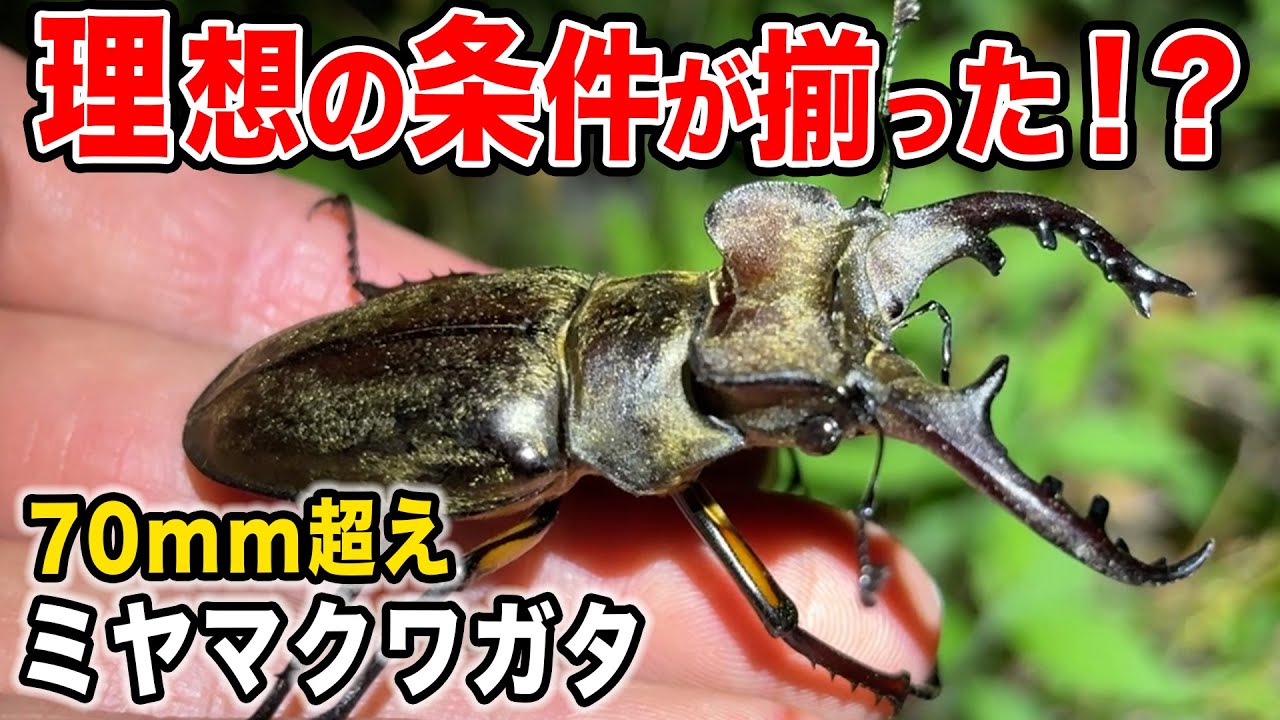 Large Miyama Stag Beetle] What can you catch with a light trap