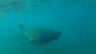 Isla Holbox - WHALE SHARK ADVENTURE!