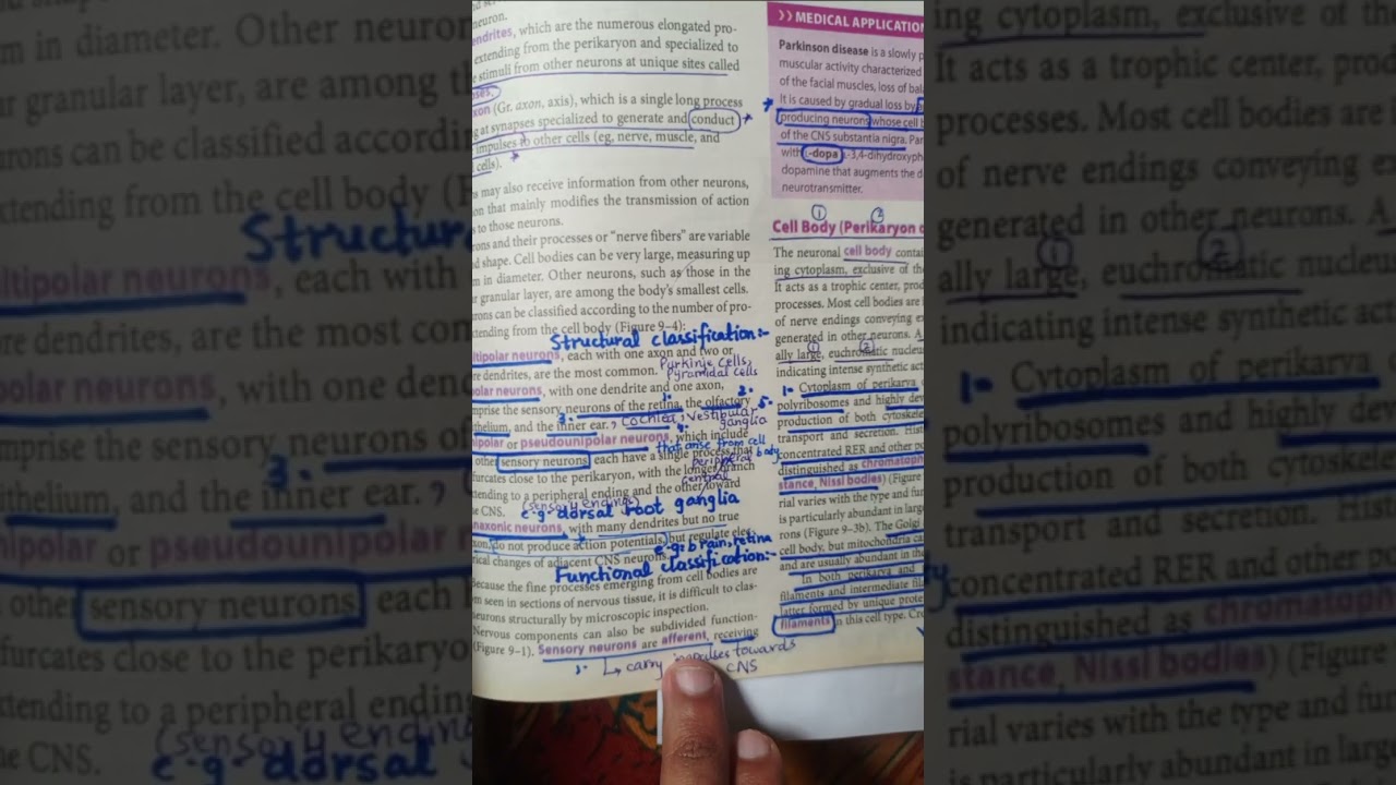 STRUCTURAL AND FUNCTIONAL CLASSIFICATION OF NEURONS