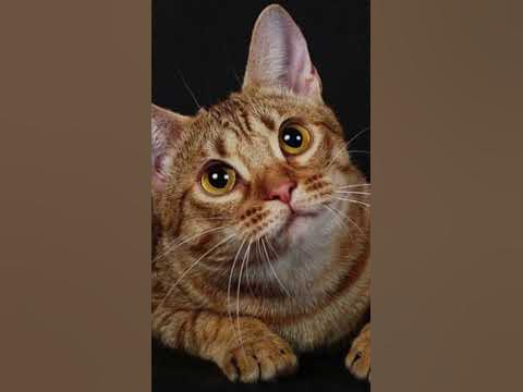 Звук кошки которая зовет кота. Кошка мяукает. Animals sound Cat sound ...