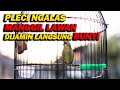 PANCINGAN PLECI NGALAS MANGGIL LAWAN, DIJAMIN LANGSUNG BUNYI !!!!