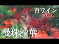 青ワイン - 曼珠沙華 @飯能EastCourt 2019.5.25