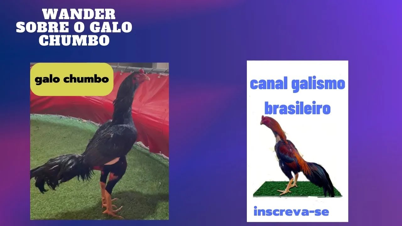 wander fala sobre o galo chumbo