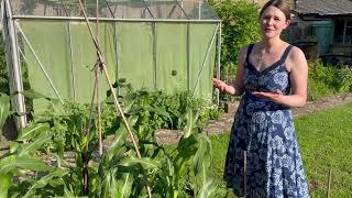 Painted Moutain Corn: A Legacy of Indigenous Agriculture