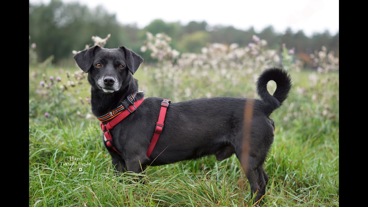 Dackel Sucht Zuhause