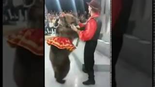 Circus Bear Attacks Woman On Russian Talk Show