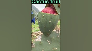 Thumbnail of This Cactus Fruit Is Very Sweet #satisfying