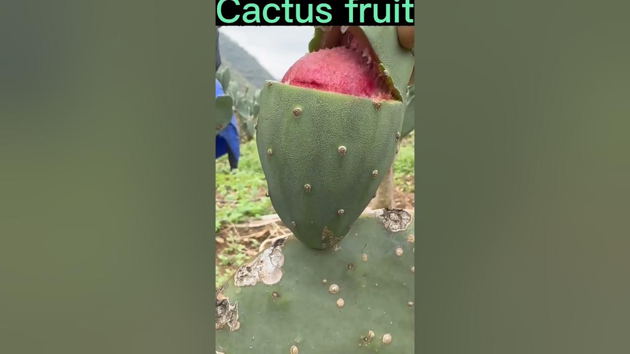 This Cactus Fruit Is Very Sweet #satisfying