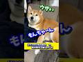 父に100%唸る柴犬を褒め続けた結果 #shibadog #柴犬 #sibainu  #犬のいる生活 #shorts