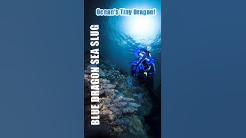 #6  Nature's Tiny Marvel!"Meet the Enchanting Blue Dragon Sea Slug! #nature