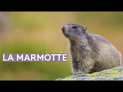 La marmotte