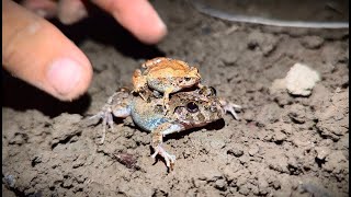 Boing Boing jump jump frogs fun | Frogs fly funny catch | Video frog and toad funny by Animal Frog Survival 5,569 views 6 days ago 1 minute, 1 second