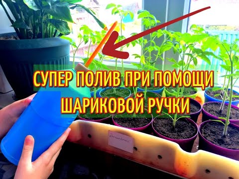 ПРАВИЛЬНЫЙ ПОЛИВ РАССАДЫ ПРИ ПОМОЩИ ШАРИКОВОЙ РУЧКИ. КАК ПОЛИВАТЬ РАССАДУ?