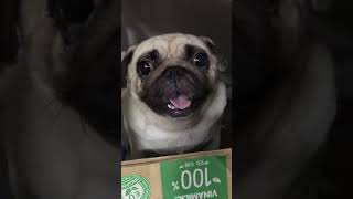 Em chó Pug Mimi bị nhốt trong nhà, vừa ra được mừng quá leo lên ghế ngồi luôn.