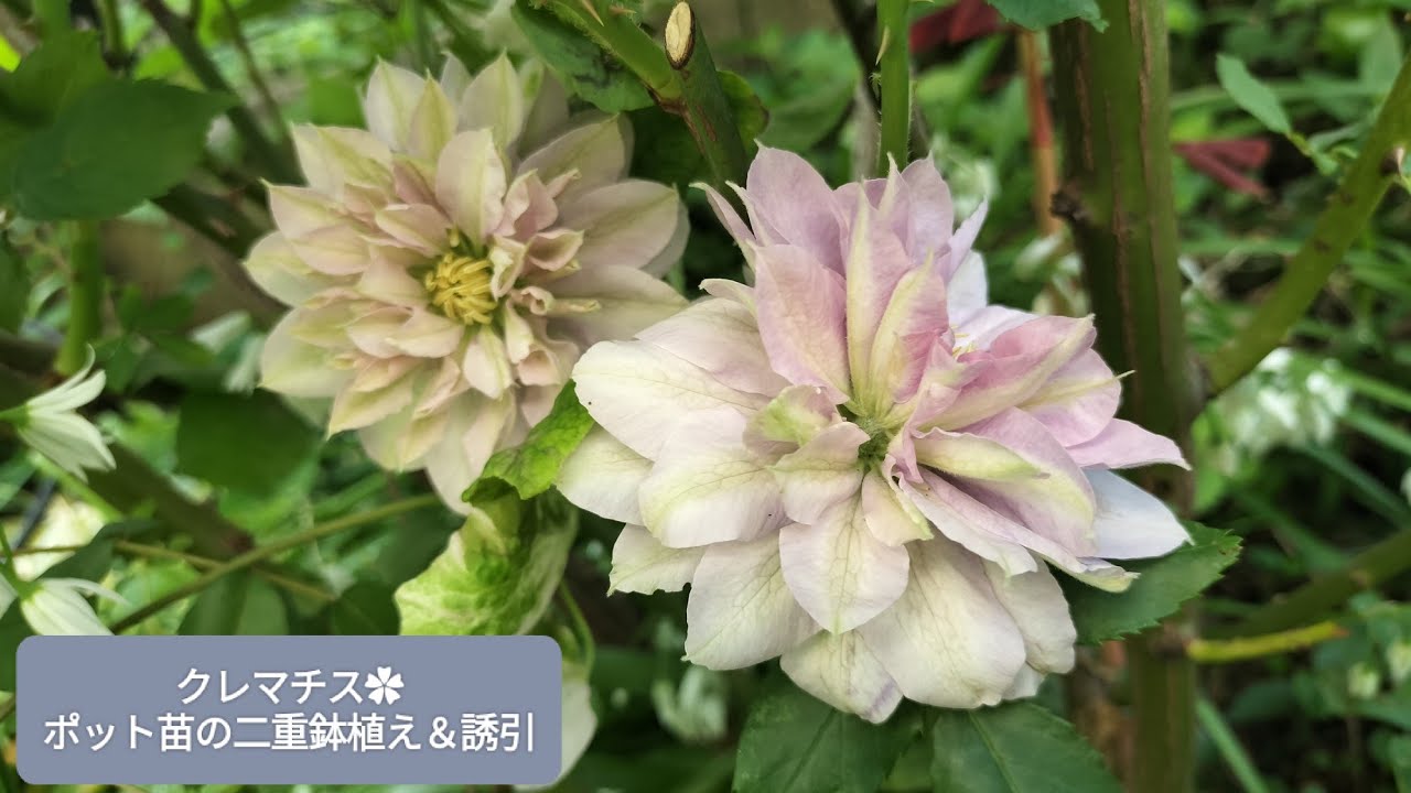 I learned how to double-pot my newly purchased clematis and how to