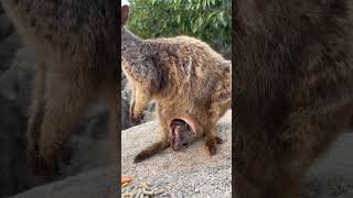 How to see wallaby in Australia