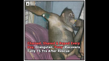 Chained, Shaved & Raped Every Day, Orangutan ‘Pony’ Recovers Fully 15 Yrs After Rescue